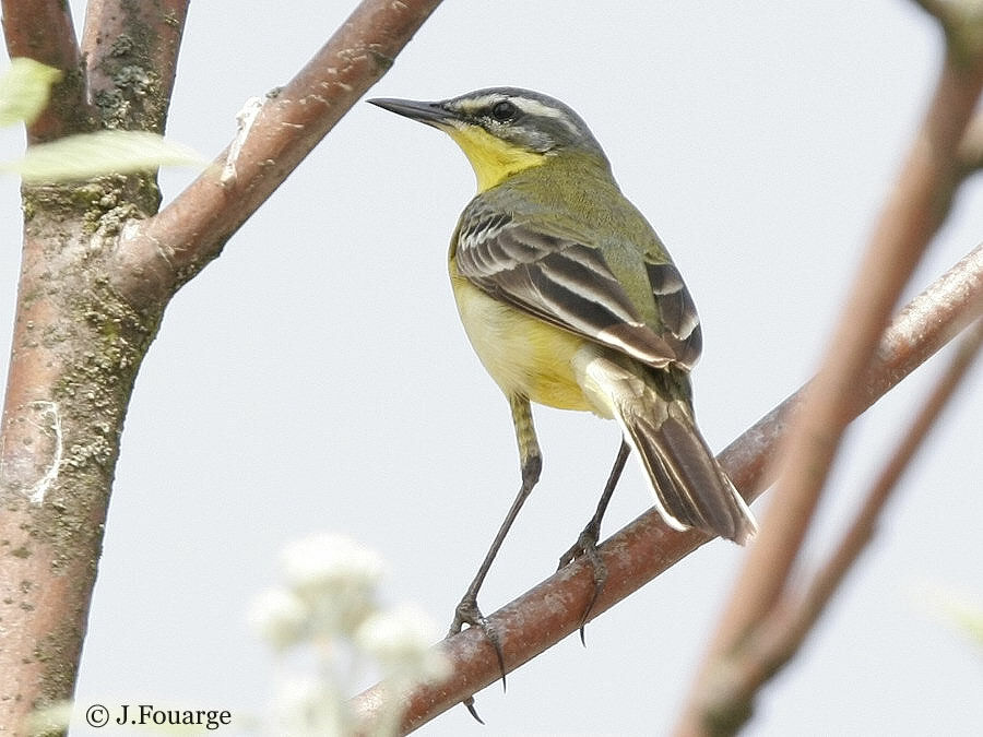 Western Yellow Wagtail