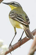 Western Yellow Wagtail