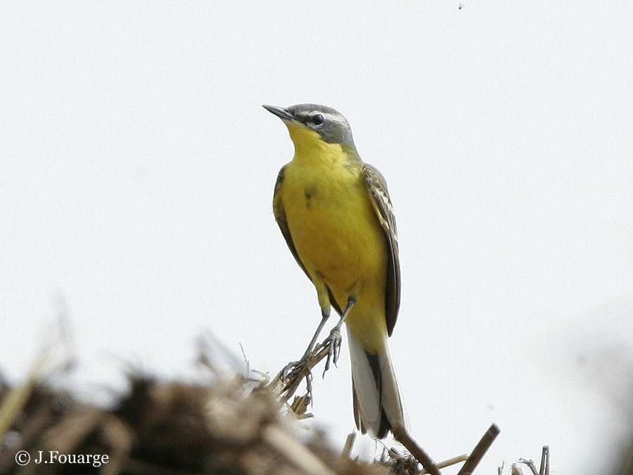 Western Yellow Wagtail