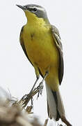 Western Yellow Wagtail