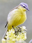 Western Yellow Wagtail