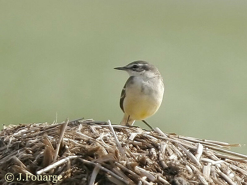 Western Yellow Wagtail