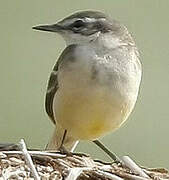 Western Yellow Wagtail