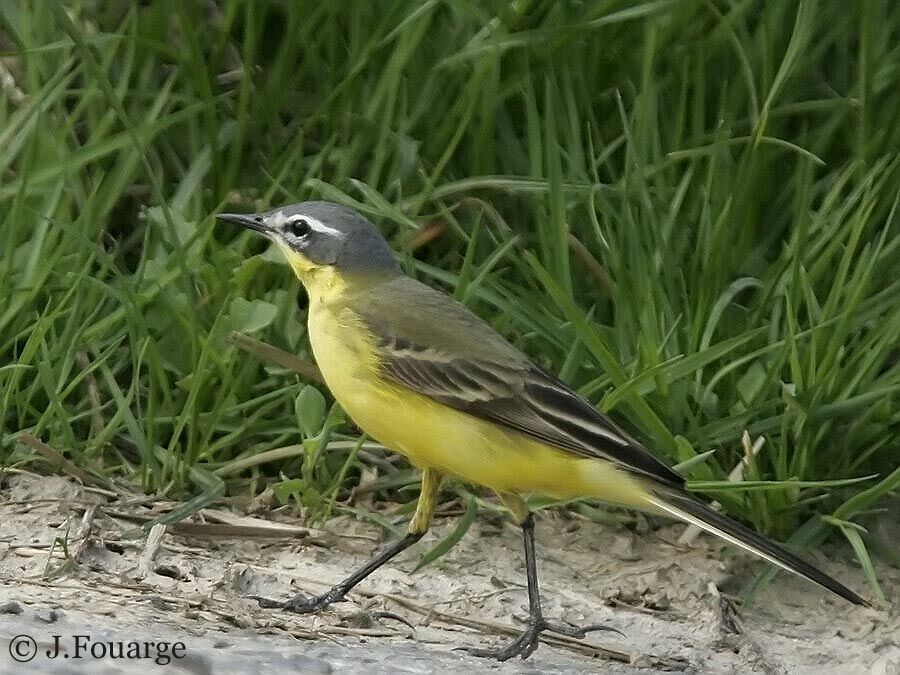 Western Yellow Wagtail