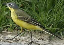 Western Yellow Wagtail