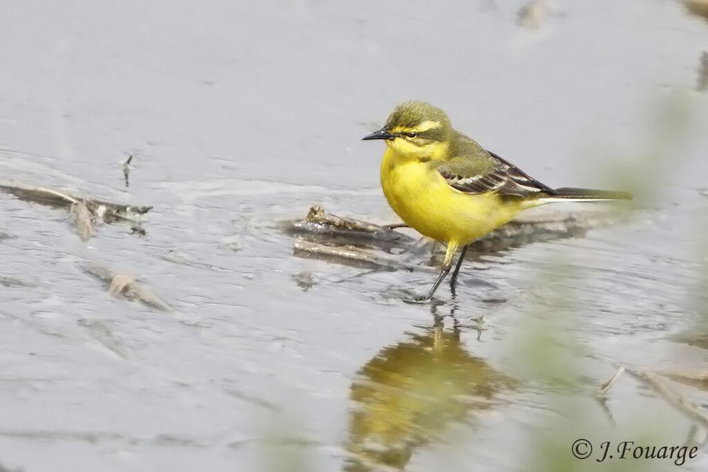 Western Yellow Wagtail male adult, identification