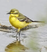 Western Yellow Wagtail