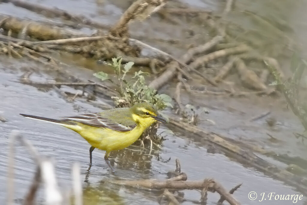 Bergeronnette printanière mâle adulte, identification