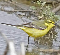 Western Yellow Wagtail