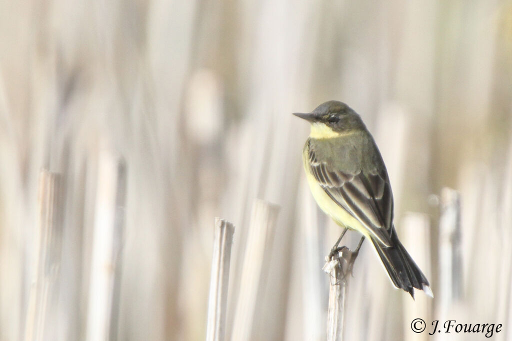 Western Yellow Wagtailadult post breeding