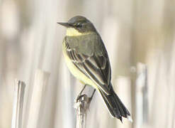 Western Yellow Wagtail