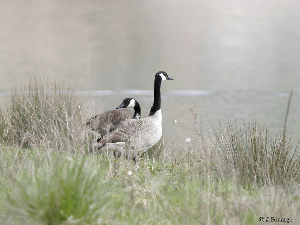 Canada Goose