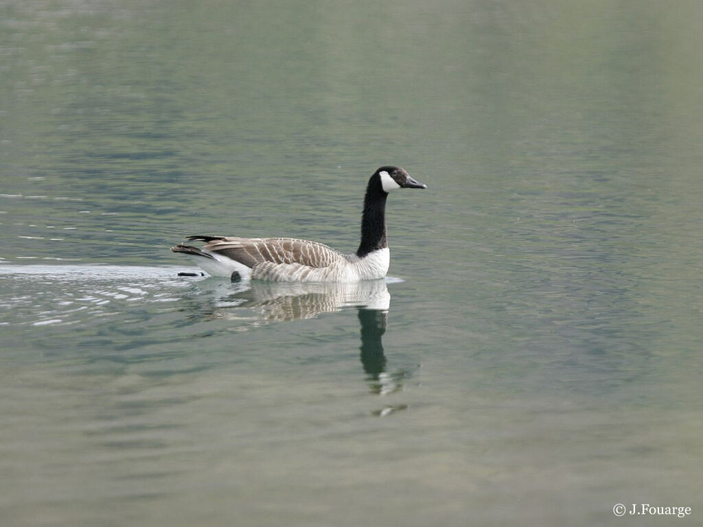 Canada Goose