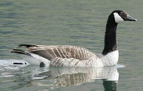 Canada Goose