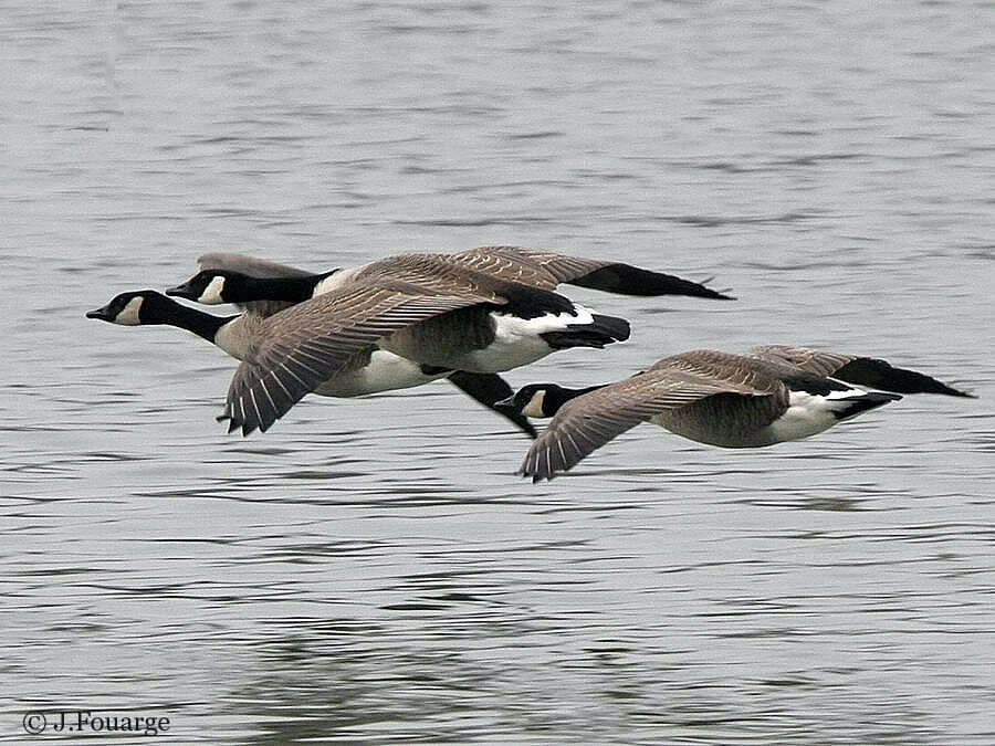 Canada Goose