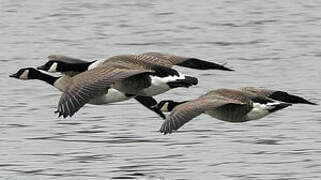 Canada Goose