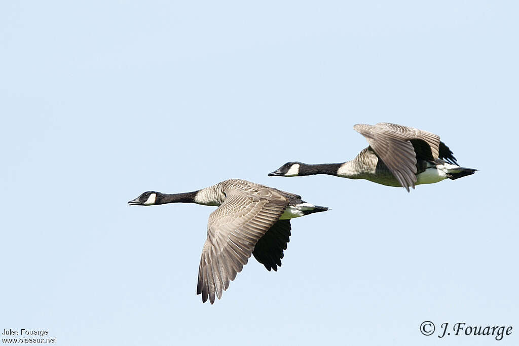 Canada Gooseadult, Flight