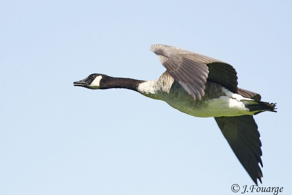 Canada Goose, Flight