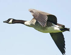 Canada Goose