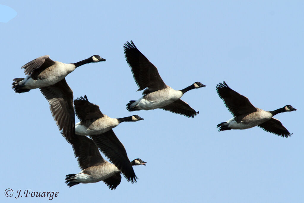 Canada Goose, Flight