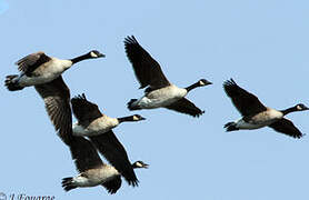 Canada Goose