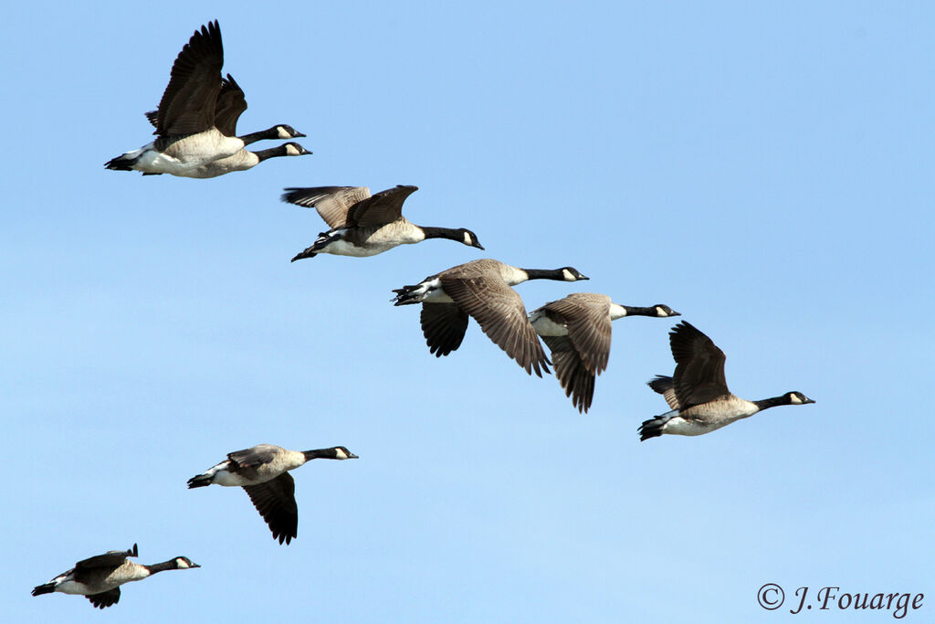 Canada Goose, Flight