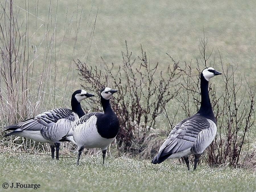 Barnacle Goose