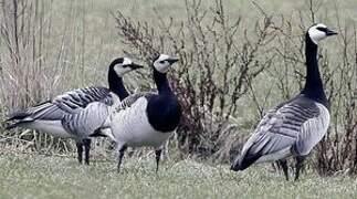 Barnacle Goose