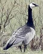 Barnacle Goose