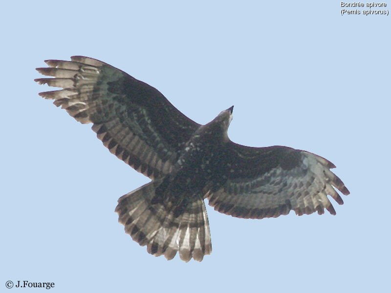 European Honey Buzzard