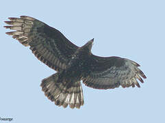 European Honey Buzzard