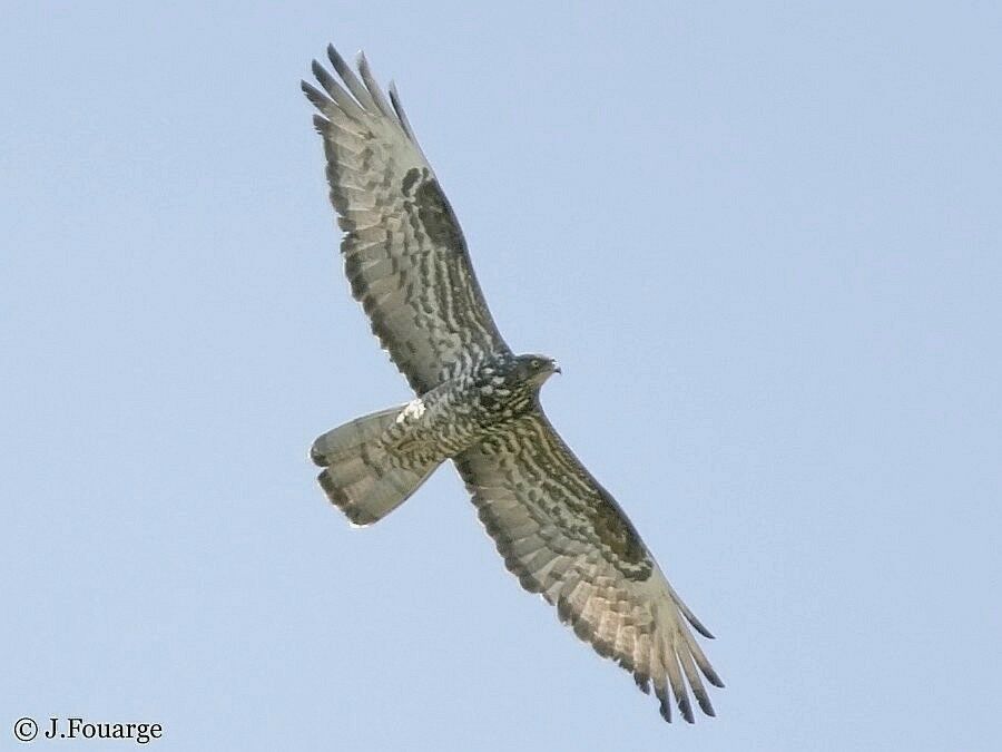 European Honey Buzzard