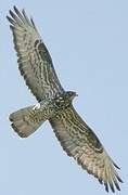 European Honey Buzzard