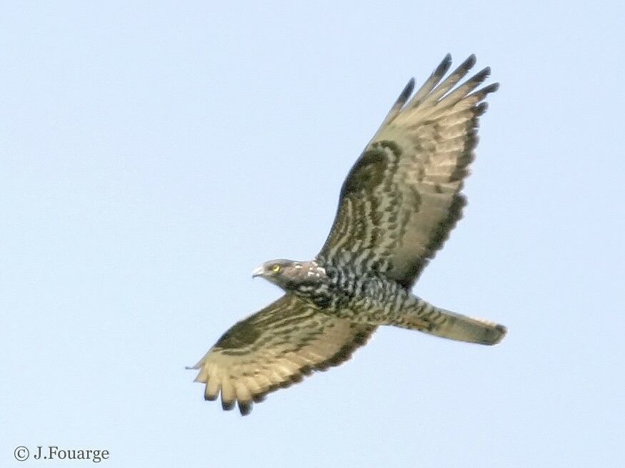 European Honey Buzzard