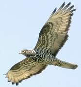 European Honey Buzzard