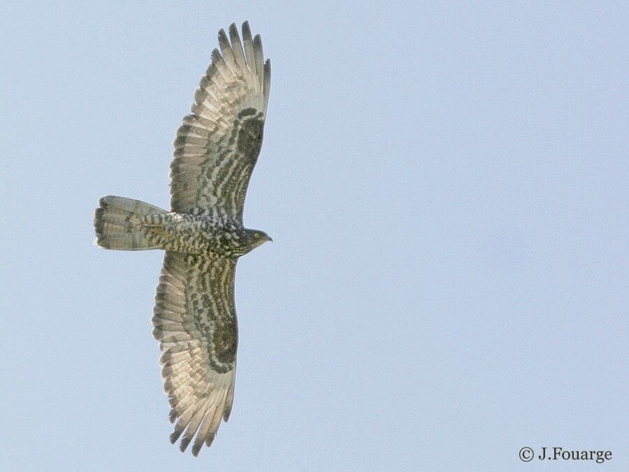 European Honey Buzzard