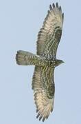 European Honey Buzzard