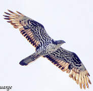 European Honey Buzzard