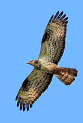 European Honey Buzzard