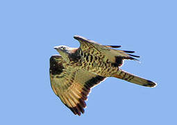 European Honey Buzzard