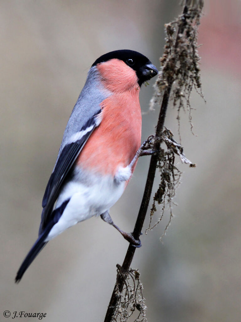 Eurasian Bullfinch male, identification, feeding habits, Behaviour