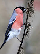 Eurasian Bullfinch