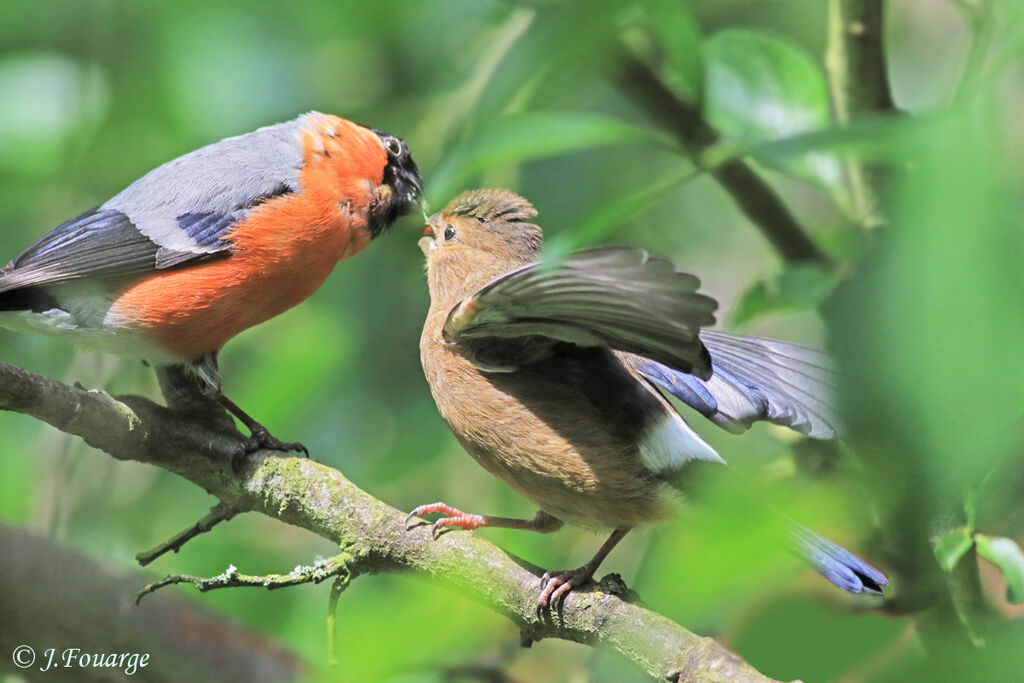 Eurasian Bullfinch, Reproduction-nesting, Behaviour