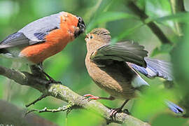 Eurasian Bullfinch