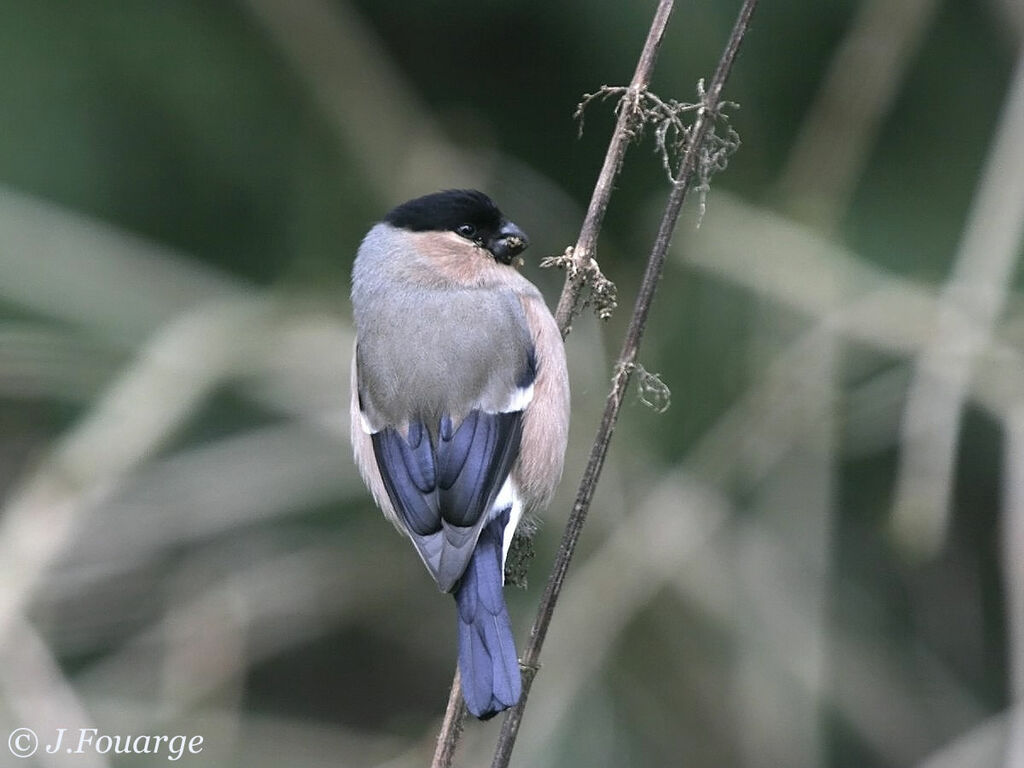 Eurasian Bullfinch