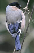 Eurasian Bullfinch