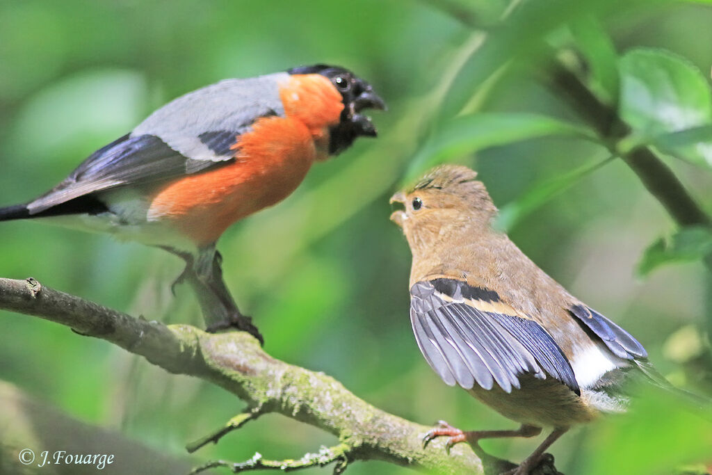 Eurasian Bullfinchjuvenile, identification, Reproduction-nesting, Behaviour