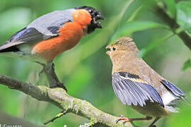 Eurasian Bullfinch