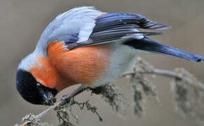 Eurasian Bullfinch