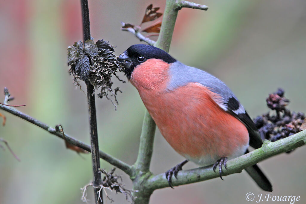 Eurasian Bullfinch male adult, identification, feeding habits, Behaviour